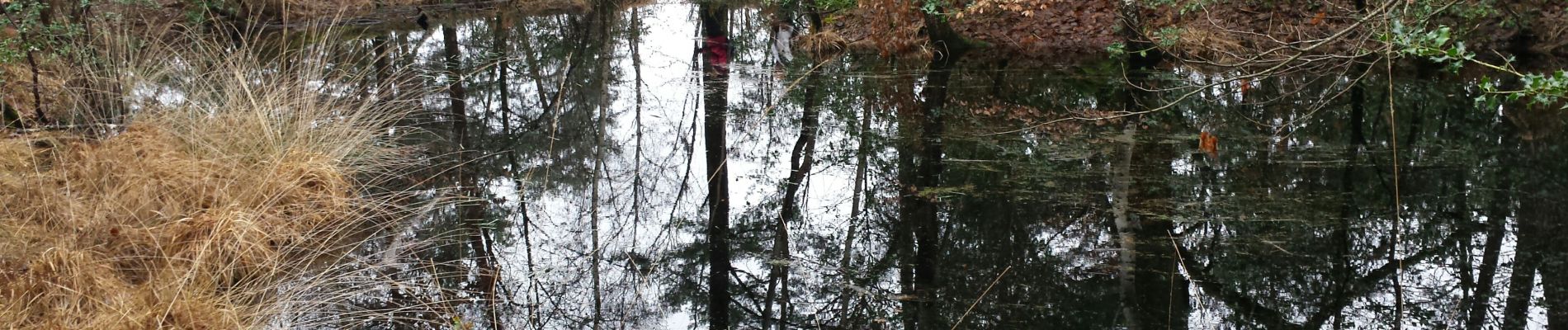 Tour Wandern Fontainebleau - croix daugas - Photo