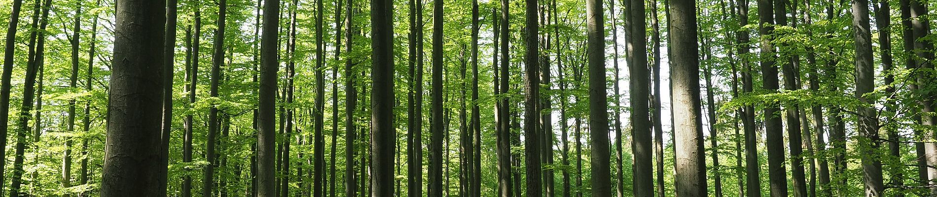 Tour Zu Fuß Sebnitz - Rundweg Gelber Punkt - Photo