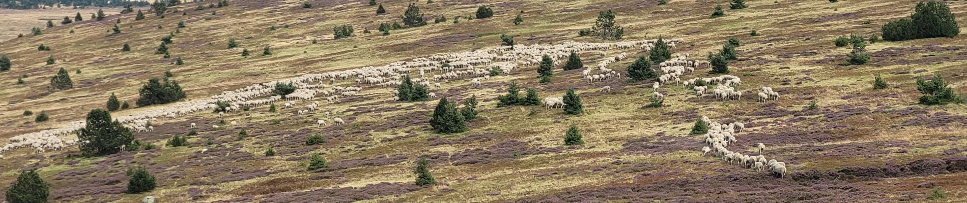 Randonnée Marche Cubières - Le bleymard  mont finies via le signal de laubies  - Photo