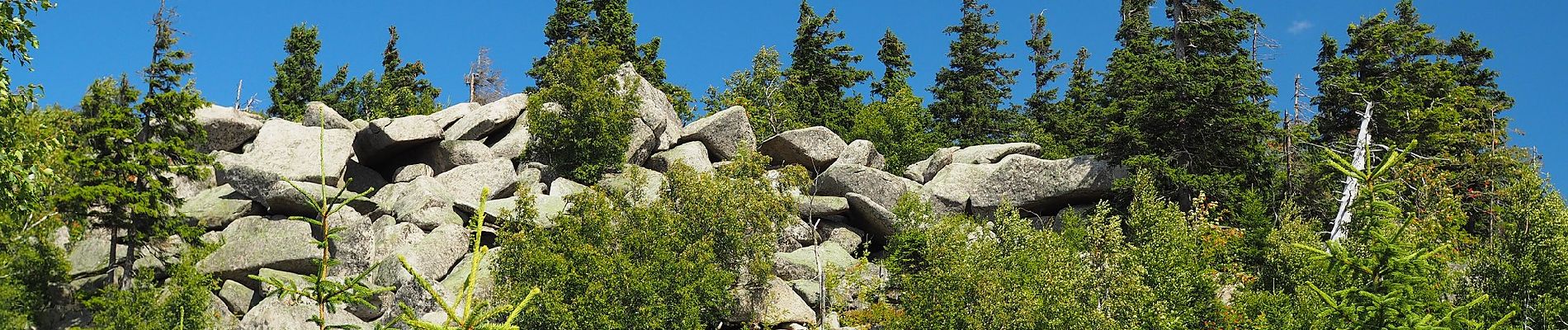 Tocht Te voet Wernigerode - Wegenetz Ilsenburg - Brocken mit rotem Balken - Photo