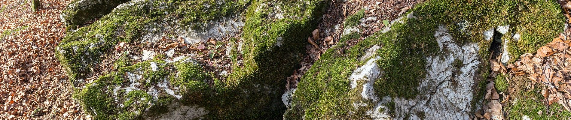 Excursión A pie Heidenheim - Rundwanderweg 20 - Photo