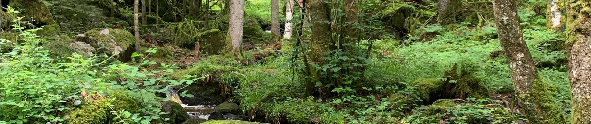 Randonnée Marche Liézey - Trou de l’enfer depuis Liézey  - Photo