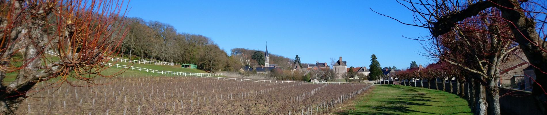 Percorso Marcia Noizay - Noizay - Sentier vignes et coteaux - 14km 185m 3h00 - 2022 02 26 - Photo