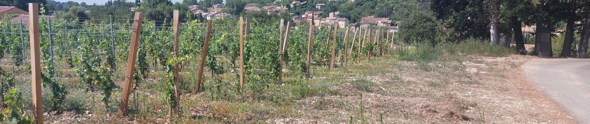 Randonnée V.T.T. Mormoiron - Chemin des Vendanges - Photo