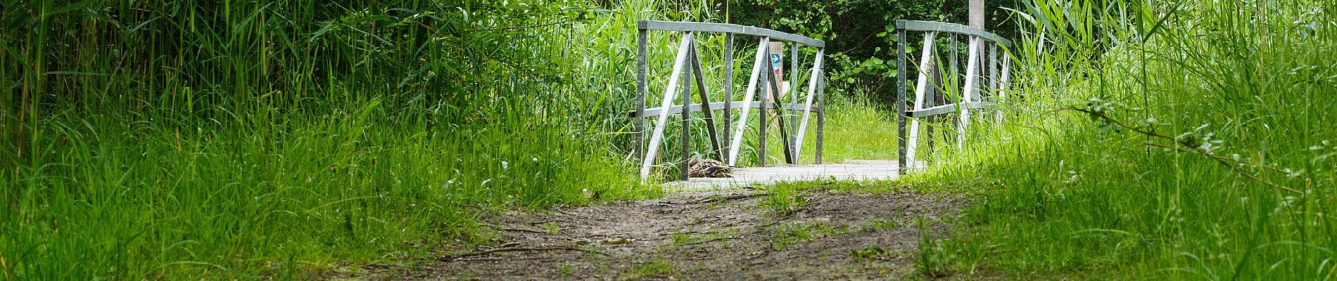 Percorso A piedi Het Hogeland - Observatietorenroute - Photo