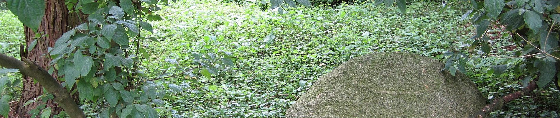 Percorso A piedi Putten - Putterbos Wandeling - Photo