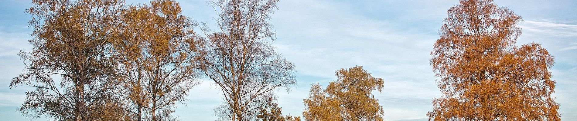 Tour Zu Fuß Baarn - Stulpwandeling - Photo