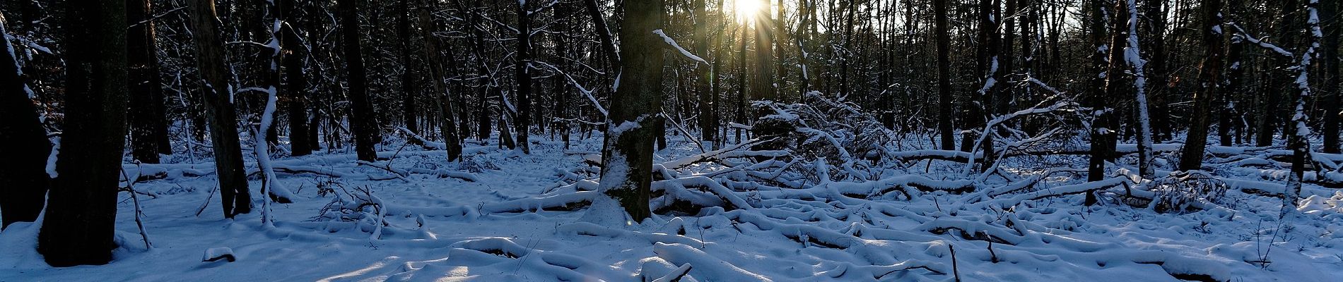 Tocht Te voet Ermelo - Leuvenumse bos vrije wandeling - Photo