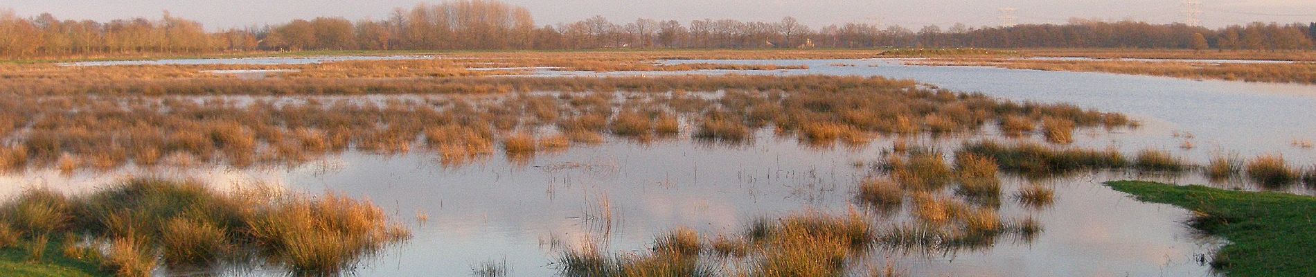 Tocht Te voet Oirschot - Groen - Photo