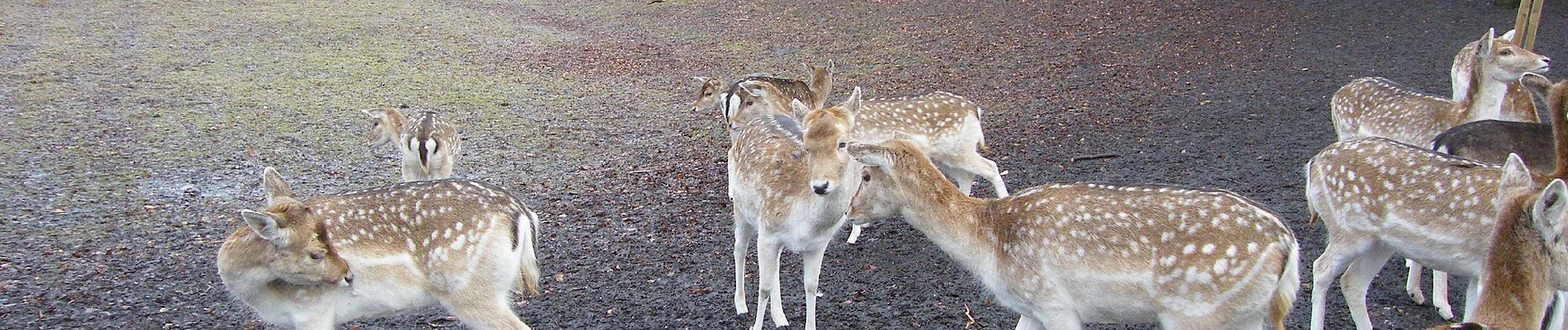 Tour Zu Fuß Zeist - Zeisterbos 1 - Photo