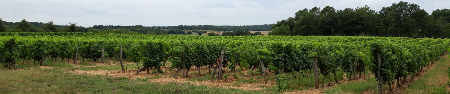 Tour Wandern Beaumont-en-Véron - puys du chinonais - Photo