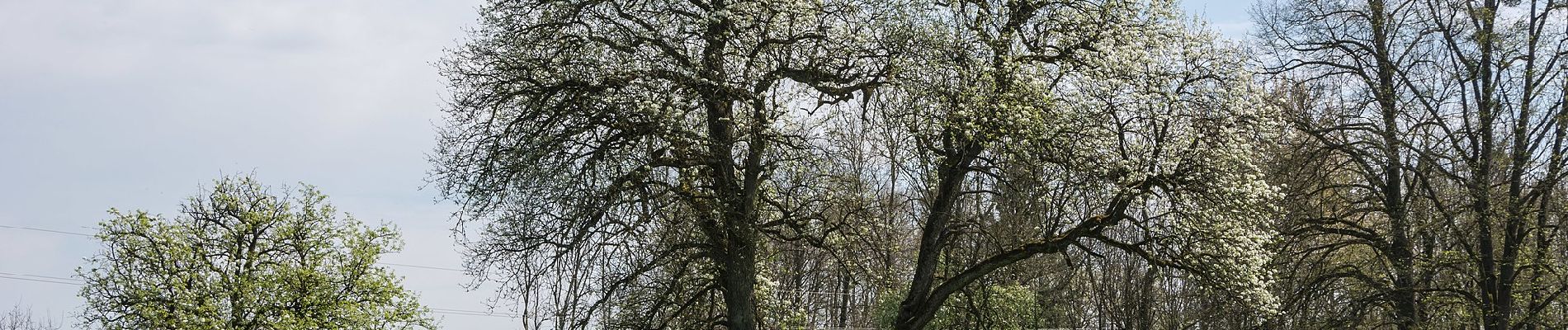 Randonnée A pied Schleißheim - AVE-Runde - Photo