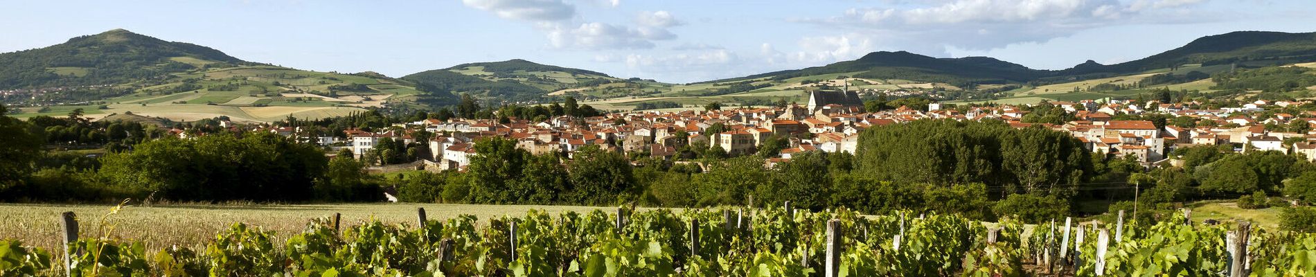 Excursión Senderismo Vic-le-Comte - Vic_le_Comte_Vignes - Photo