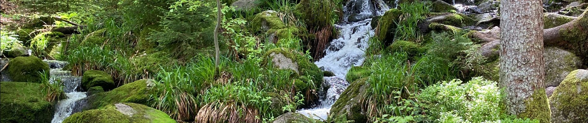 Percorso  Gérardmer - Bourrique, tour et cascade de Merelle - Photo