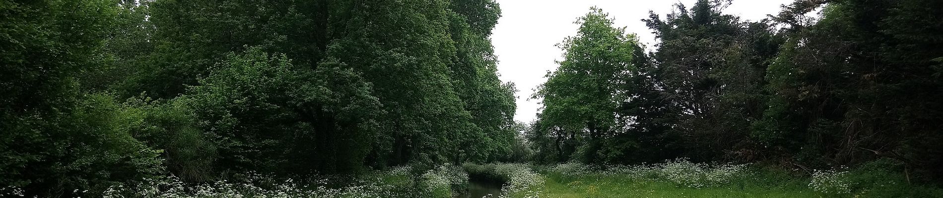 Excursión A pie Riaillé - L'étang de la Provostière - Photo