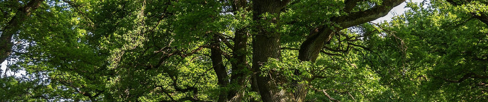 Tocht Te voet Henfenfeld - Rundweg Henfenfeld – Reschenberg-Klosterberg-Pass - Photo