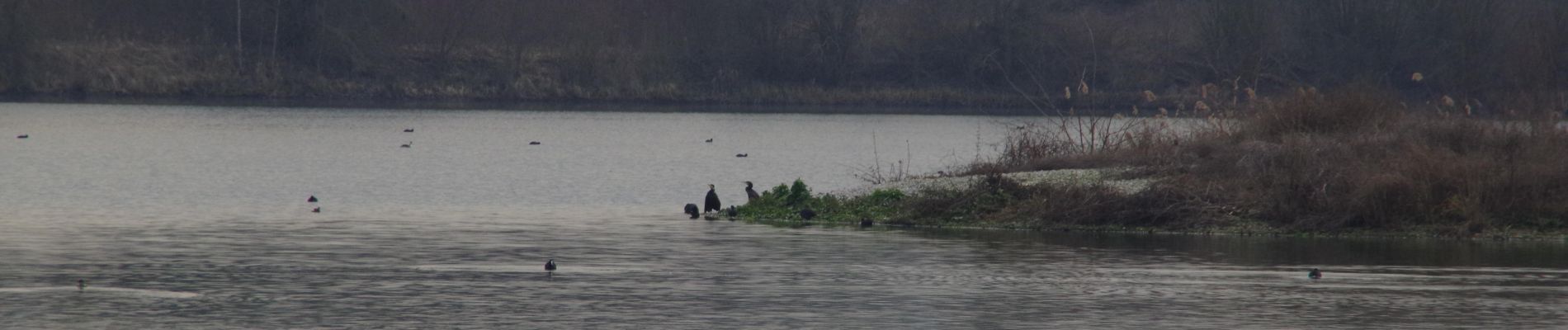 Punto di interesse Pont-Sainte-Maxence - l'ile aux cormorans - Photo