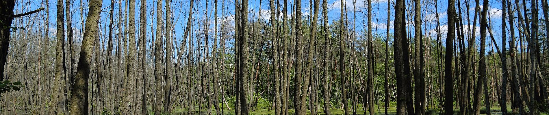 Tour Zu Fuß Spreewaldheide - Wanderweg Wildnispfad - Photo