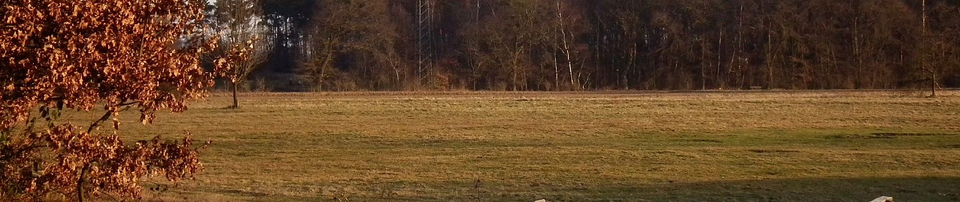 Tocht Te voet Onbekend - Dossenwald Rundweg Nr. 2 - Photo