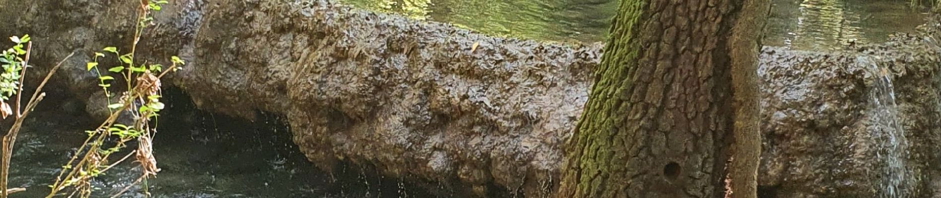 Randonnée Marche Méounes-lès-Montrieux - Le Gapeau au départ de Montrieux - Photo