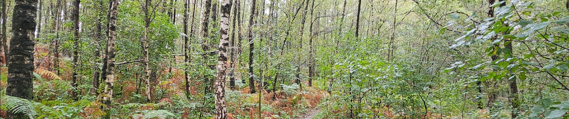 Tocht Stappen Sprimont - A la découverte de Andoumont 🥾 - Photo