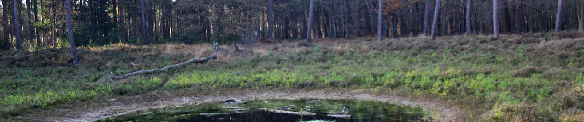 Tour Zu Fuß Steenwijkerland - WNW WaterReijk - Woldsberg - groene route - Photo