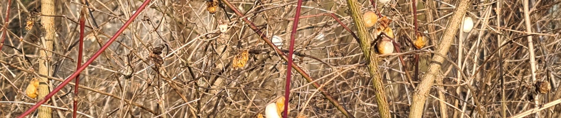 Randonnée Marche Maidières - Maidières la croix robert forêt de puvenelle retour par la tranchée de Maidières puis tranchée de Mamey - Photo