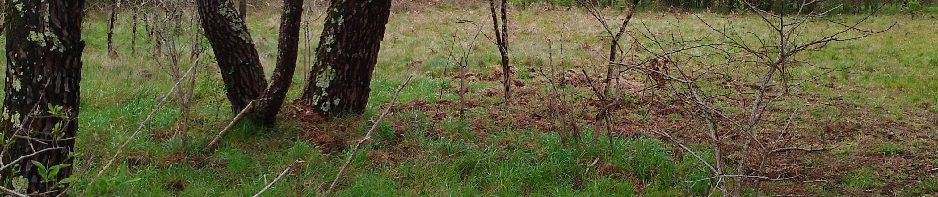 Randonnée Marche Saint-Médard-en-Jalles - Dehes  - Photo