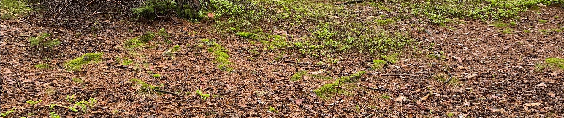 Percorso Marcia Baselga di Piné - Prova bagno di foresta - Photo