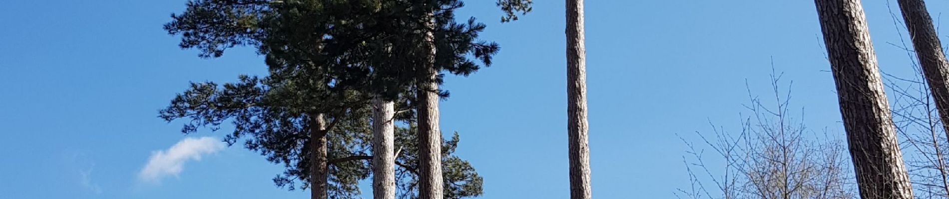 Tour Wandern Villers-Cotterêts - Abbaye, fontaine en forêt  - Photo