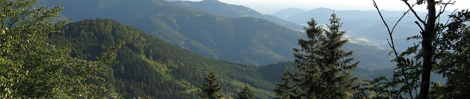 Trail On foot Elzach - Wolfsgrube - Unterer Schönbuhl - Photo