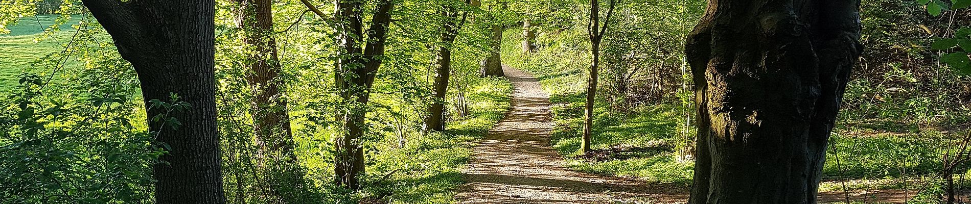 Trail On foot Dersau - Rundweg Nehmtener Horn - Photo