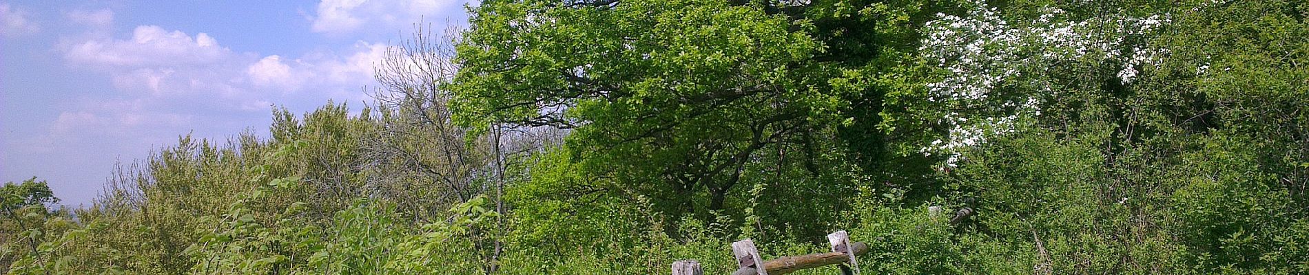 Randonnée A pied Wachtberg - Verbindungsweg - Photo