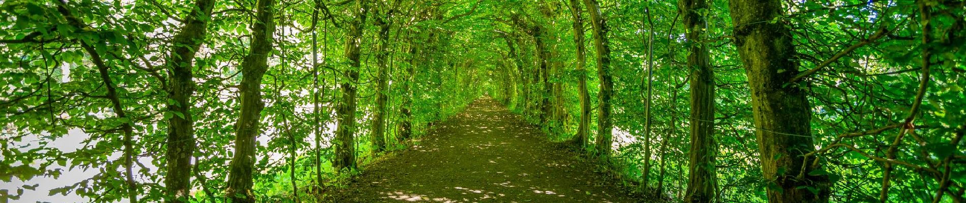 Punto de interés Theux - The Haut-Marais bower - Photo