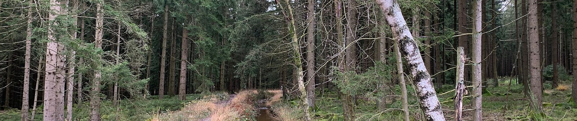 Randonnée A pied Roetgen - Struffelt-Route (Eifel) - Photo