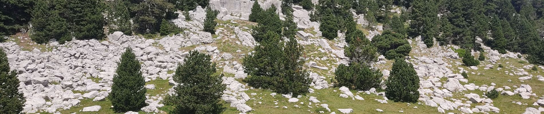 Tour Wandern Saint-Agnan-en-Vercors - haut plateau depuis la coche  - Photo