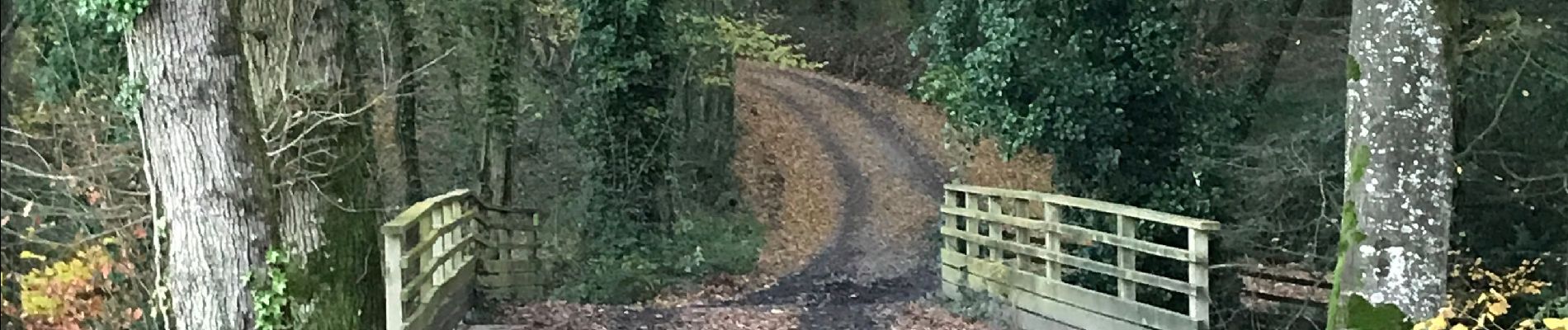 Trail Walking Châteaubourg - 29.11.2019 - Étang et forêt CORBIÈRE à Chateaubourg - Photo