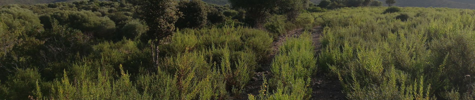 Excursión Senderismo Belgodère - les hauteurs de lozari (départ plage de Lozari) - Photo