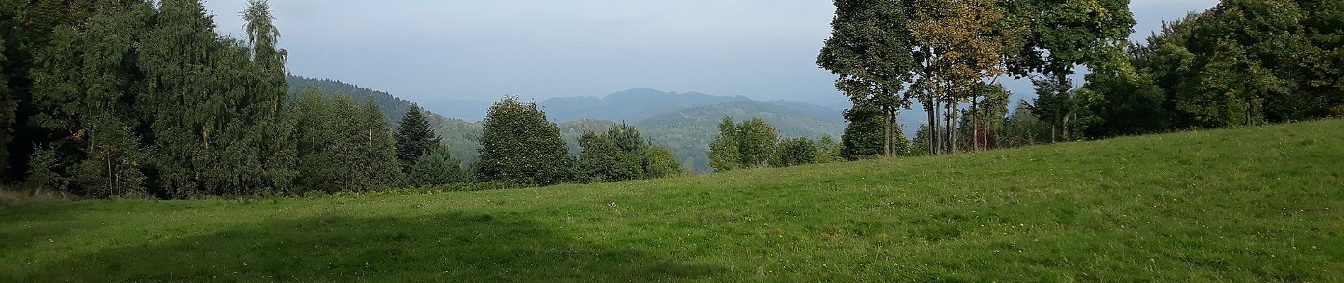 Tour Zu Fuß Targoszów - Szlak buków - Photo