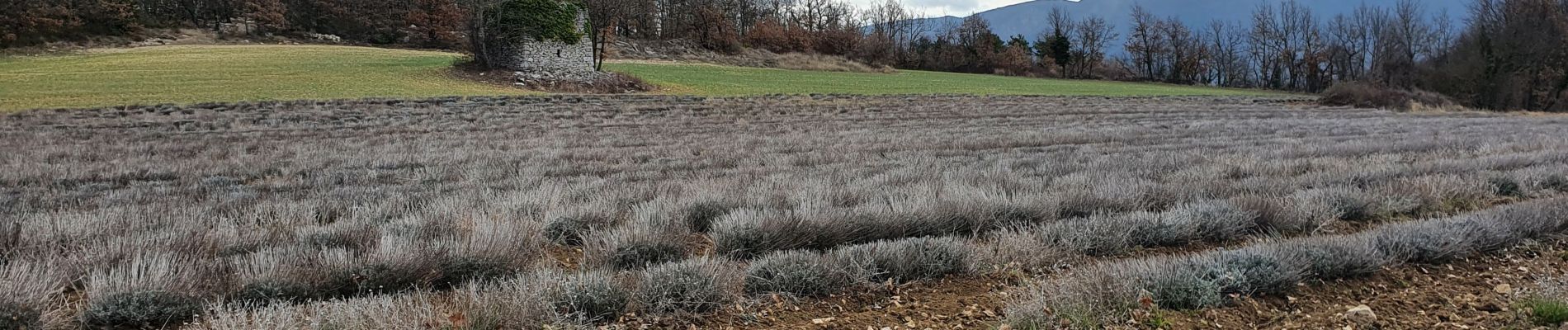 Percorso Marcia Castellet-en-Luberon - St Martin de Castillon - Caseneuve - Photo