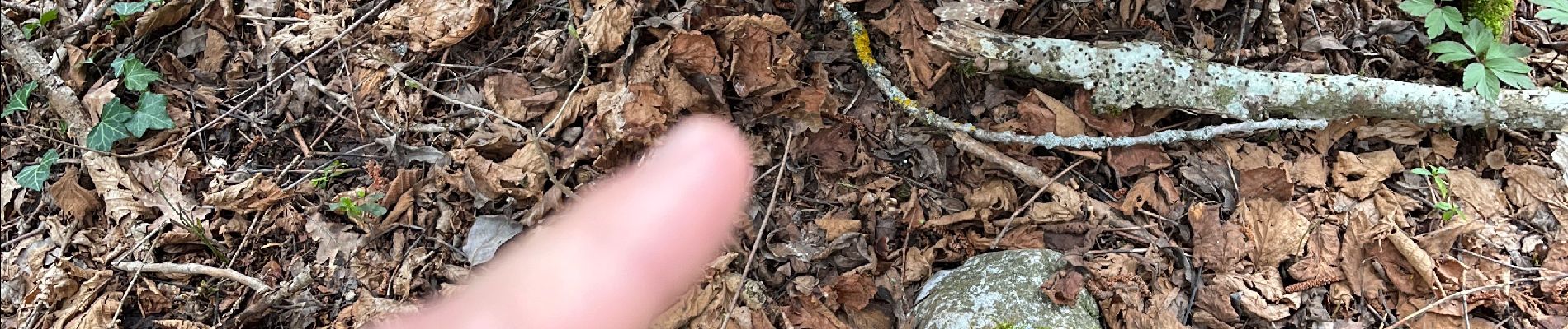 Trail  Vesancy - Prospection morilles - Photo