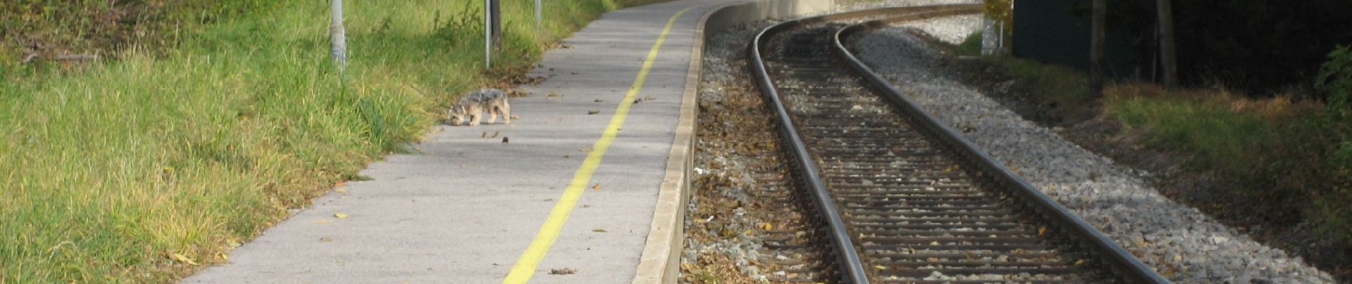 Percorso A piedi Gemeinde Puchberg am Schneeberg - Puchberg - Pfennigbach - Grünbacher Sattel - Photo