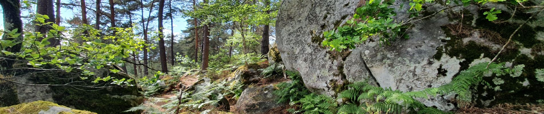 Tocht Stappen Fontainebleau - Fontainebleau Circuit PR Sentier Denecourt 5 - Photo