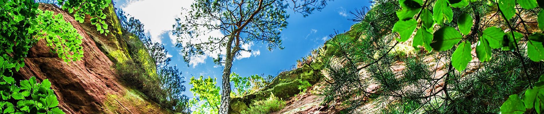 Tocht Te voet Eppenbrunn - Grenzweg - Photo