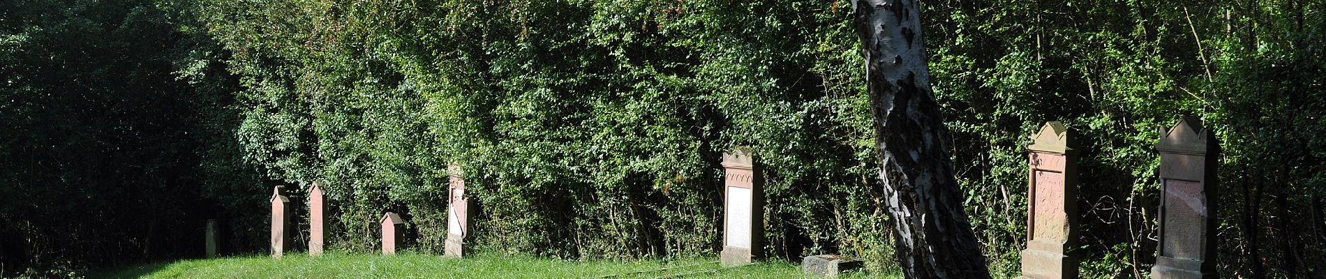 Percorso A piedi Usingen - Hattsteinweiherweg - Photo