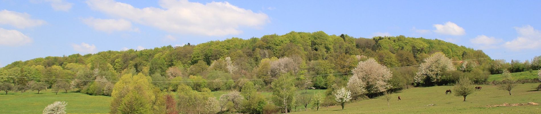 Excursión A pie Geiselbach - Blauer Laubbaum, Rundwanderweg Geiselbach - Photo