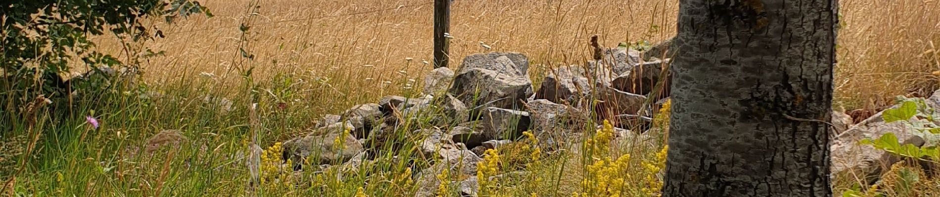 Excursión Bici de montaña Saint-Agrève - saint agreve - les estables - Photo