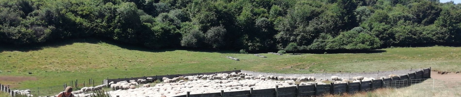 Excursión Senderismo Orcines - Tour Puy de Dome - Photo