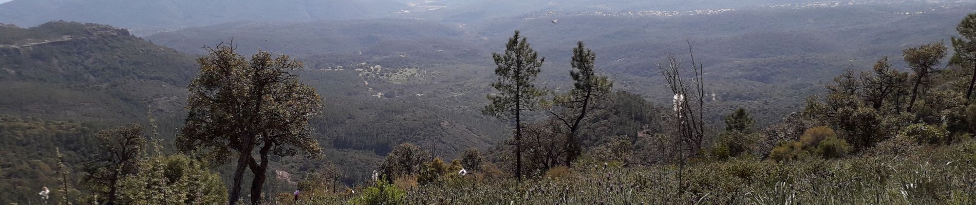 Tour Wandern Fréjus - Mont Vinaigre par Colle Douce - Photo