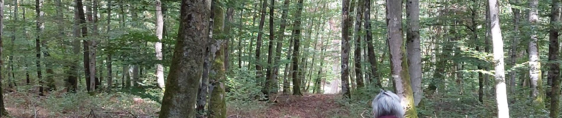 Randonnée Marche Capavenir-Vosges - Forêt Domevre - Photo